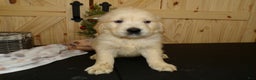 Golden Retriever dogs for sale: Golden Retriever Puppy 3 Jason - Ad 2
