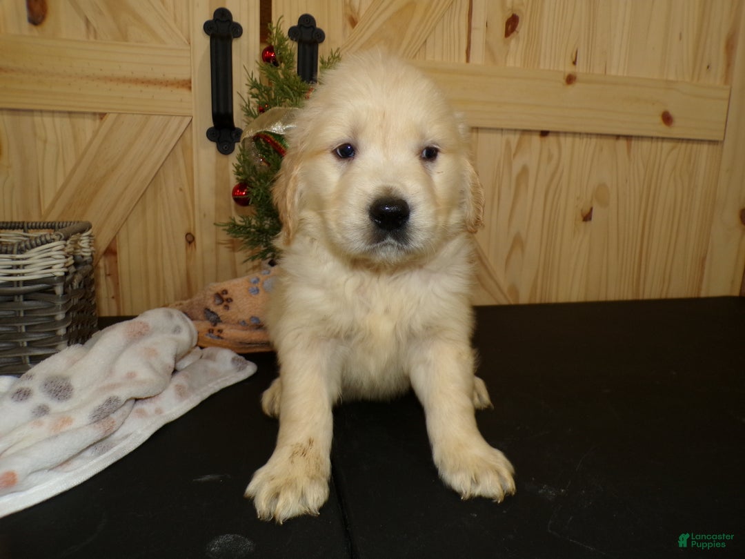 Golden Retriever dogs for sale: Golden Retriever Puppy 3 Jason - Ad 2