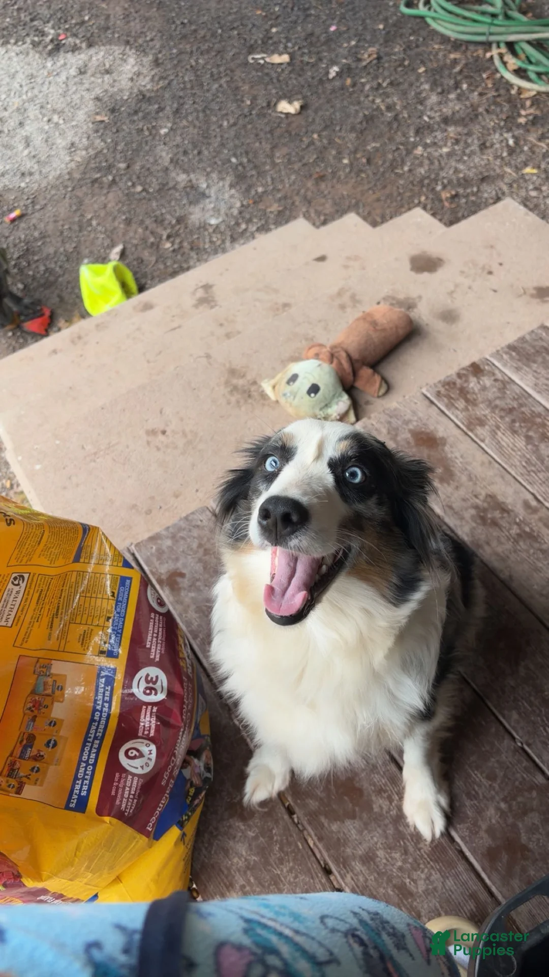 Miniature Australian Shepherd dogs for sale: Miniature Australian Shepherd Puppy - Ad 4