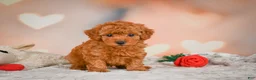 Toy Poodle dogs for sale: Benji - Ad 10