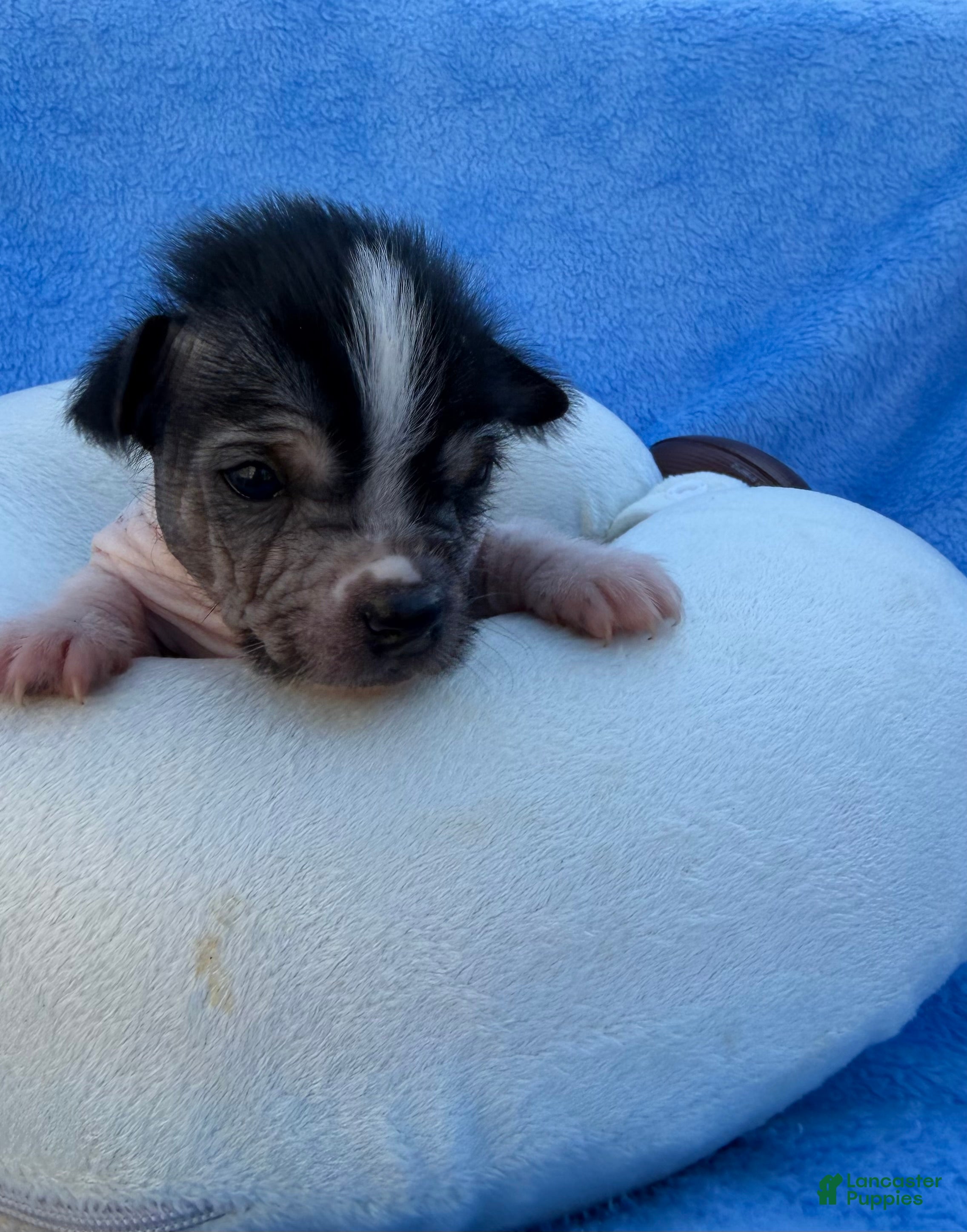 Mixed Breed dogs Mixed Breed Puppy 2 - Ad 17