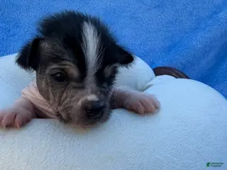 Mixed Breed dogs Mixed Breed Puppy 2 - Ad 17