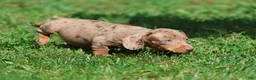 Miniature Dachshund dogs for sale: Heidi - Ad 4