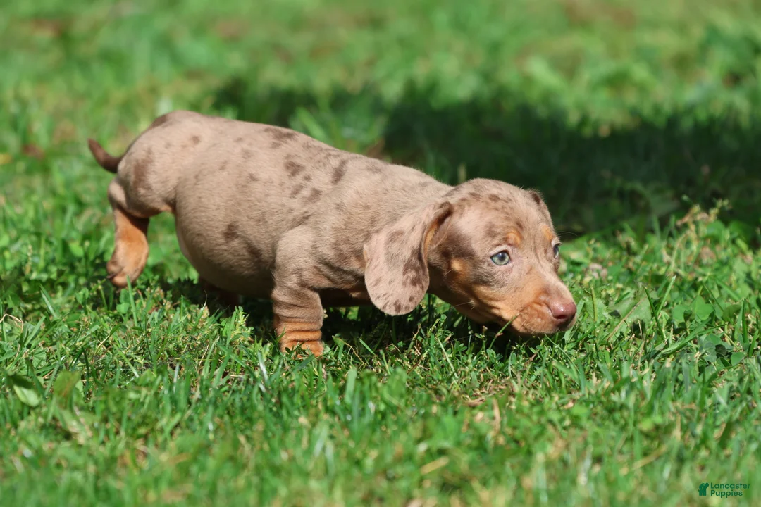 Miniature Dachshund dogs for sale: Heidi - Ad 4