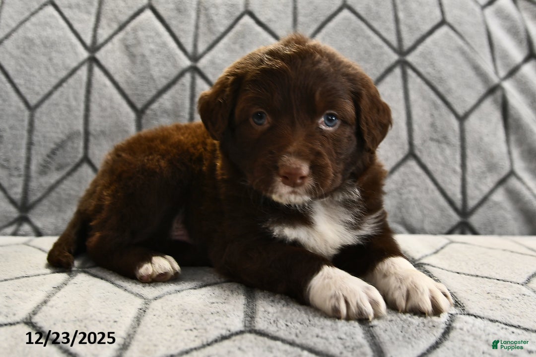 Portuguese Water Dog dogs for sale: Dusky - Ad 11