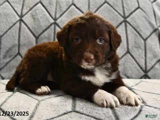 Portuguese Water Dog dogs Dusky - Ad 30