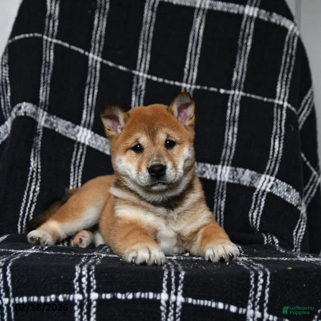 Shiba Inu dogs for sale: Snickers - Ad 3
