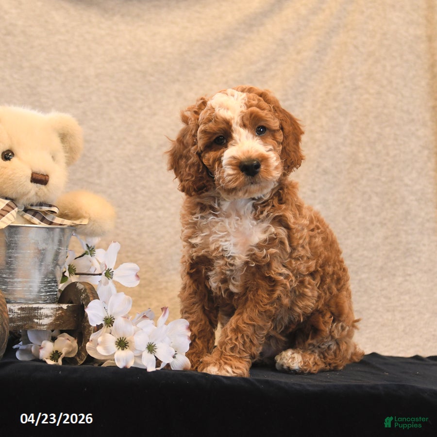 Miniature Poodle dogs Percy - Ad 2