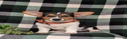 Welsh Corgi Pembroke dogs for sale: Blaze - Ad 6