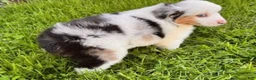 Miniature Australian Shepherd dogs for sale: Grace - Ad 3