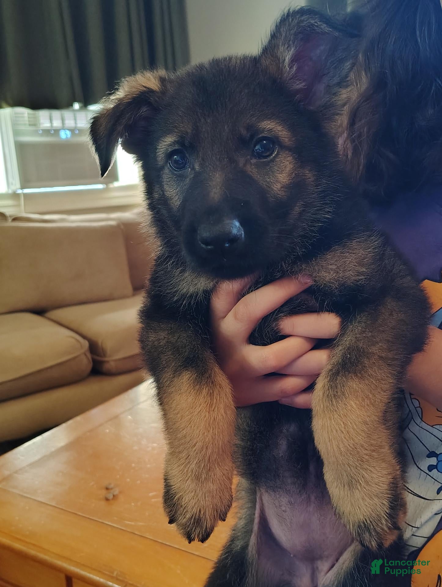 German Shepherd dogs Riot - Ad 25