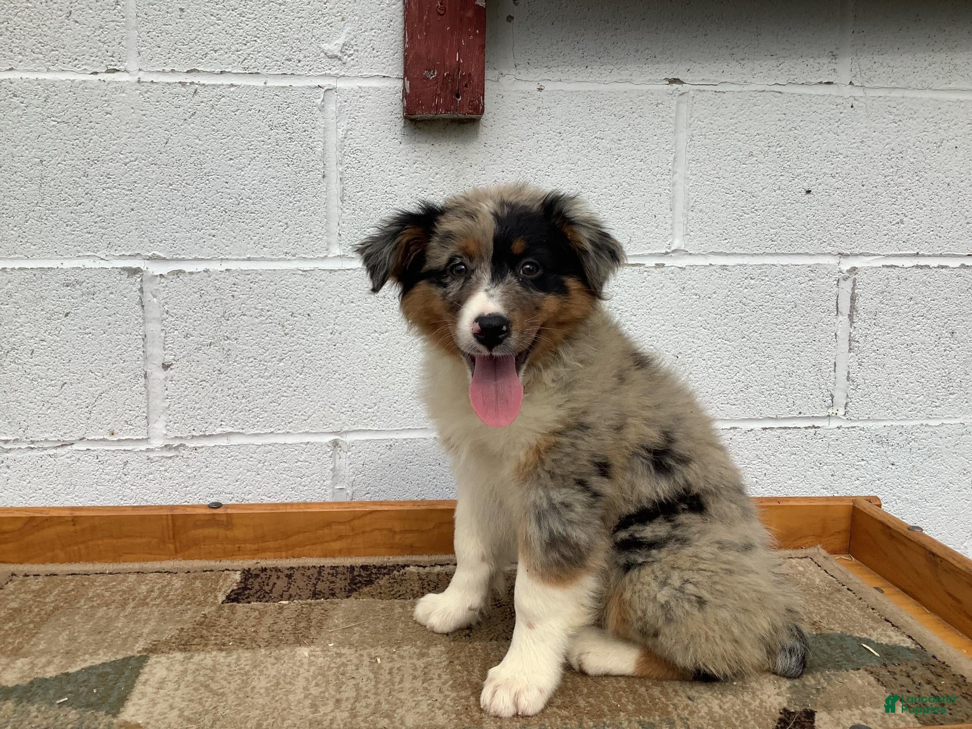 Buttercup, Australian Shepherd