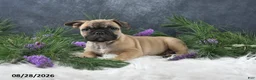 Frenchton dogs for sale: Marco - Ad 5