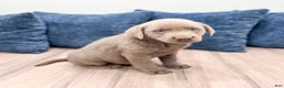 Labrador Retriever dogs for sale: Flint - Ad 3