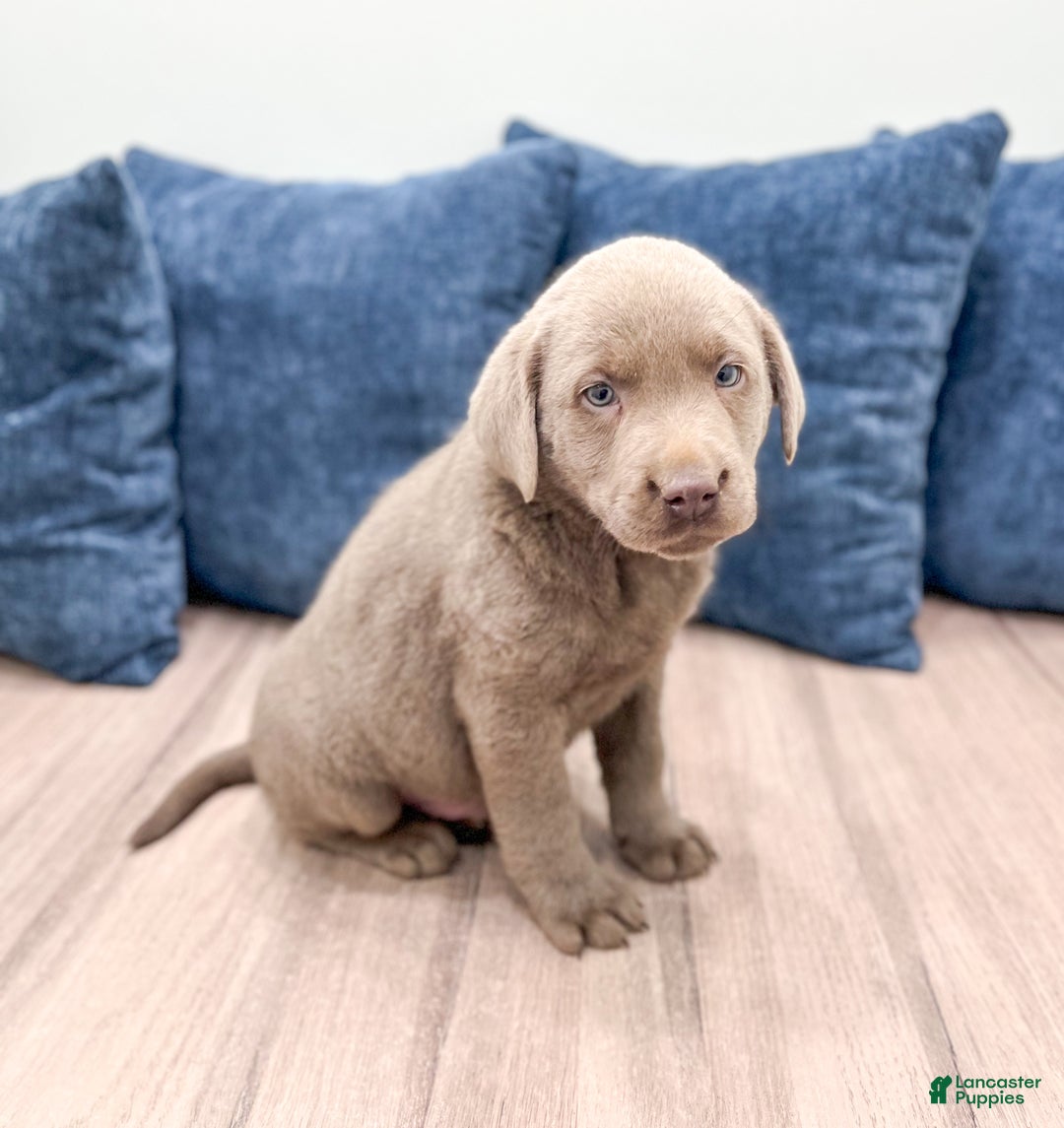 Labrador Retriever dogs for sale: Flint - Ad 3