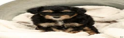 Yorkiepoo dogs for sale: Lacey - Ad 8