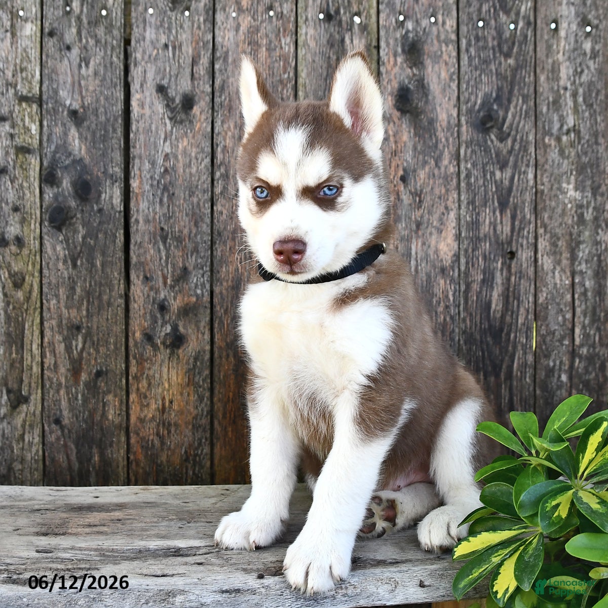 Siberian Husky dogs Flynn - Ad 2