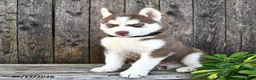 Siberian Husky dogs for sale: Flynn - Ad 2