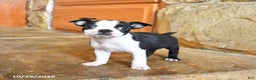 Boston Terrier dogs for sale: Jemma - Ad 4