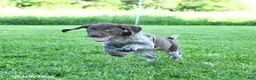 German Shorthaired Pointer dogs for sale: Goose - Ad 4
