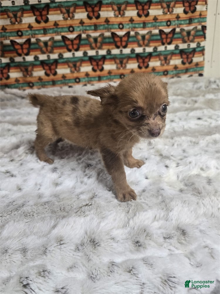 Chihuahua dogs Chihuahua 1 - Ad 2
