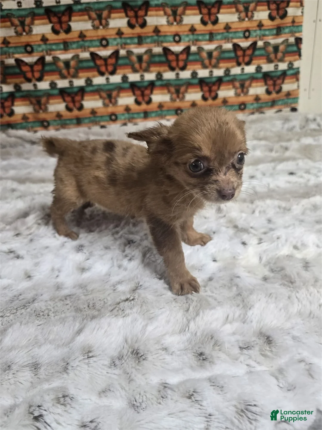 Chihuahua dogs for sale: Chihuahua 1 - Ad 2