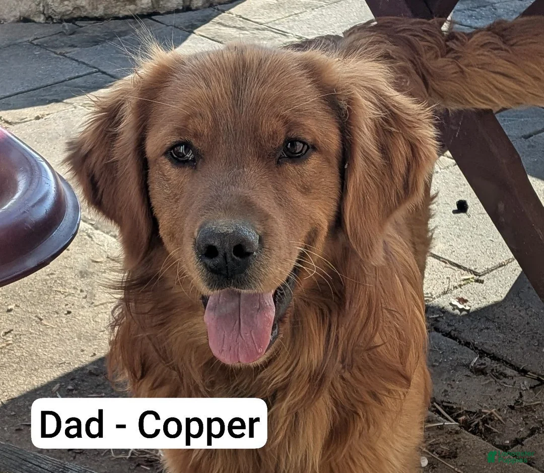 Golden Retriever dogs for sale: Quest - Ad 4