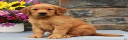 Golden Retriever dogs for sale: Sabrina - Ad 1