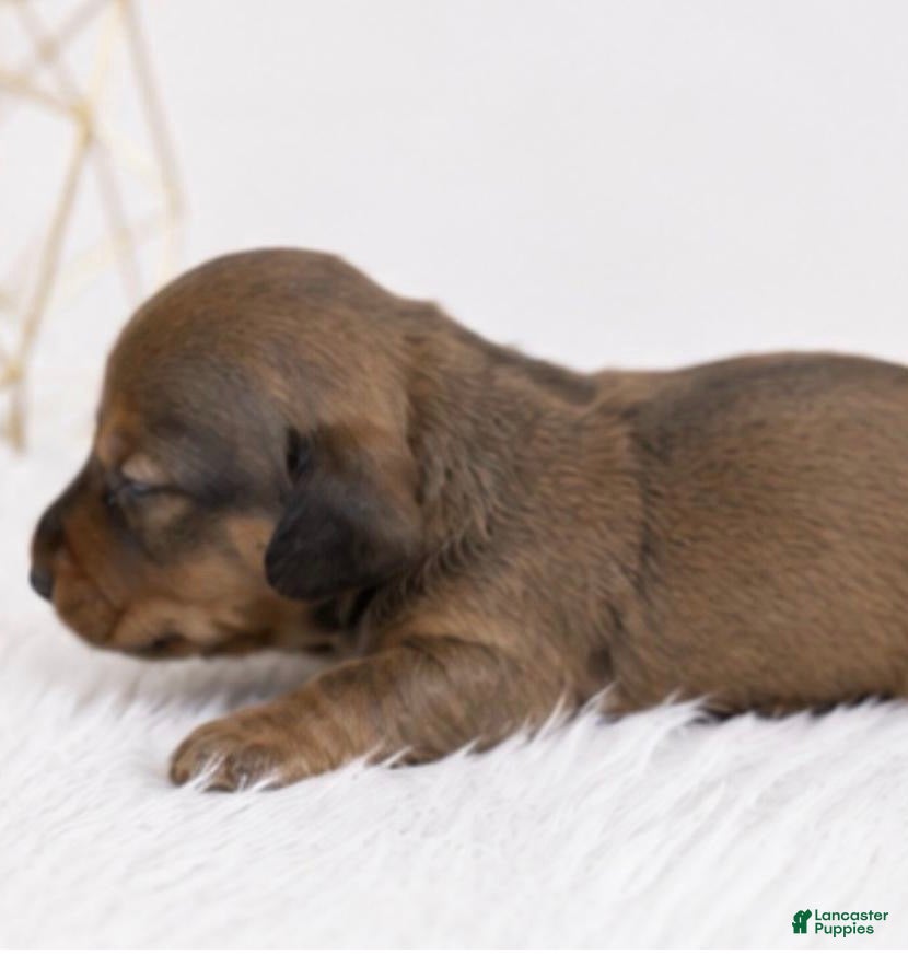 Miniature Dachshund dogs Miniature Dachshund 2 - Ad 2
