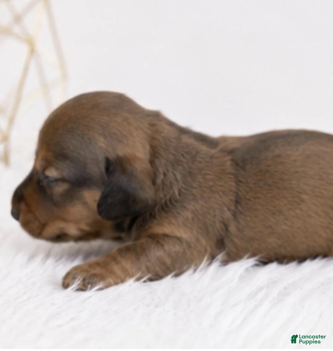 Miniature Dachshund dogs for sale: Miniature Dachshund 2 - Ad 2