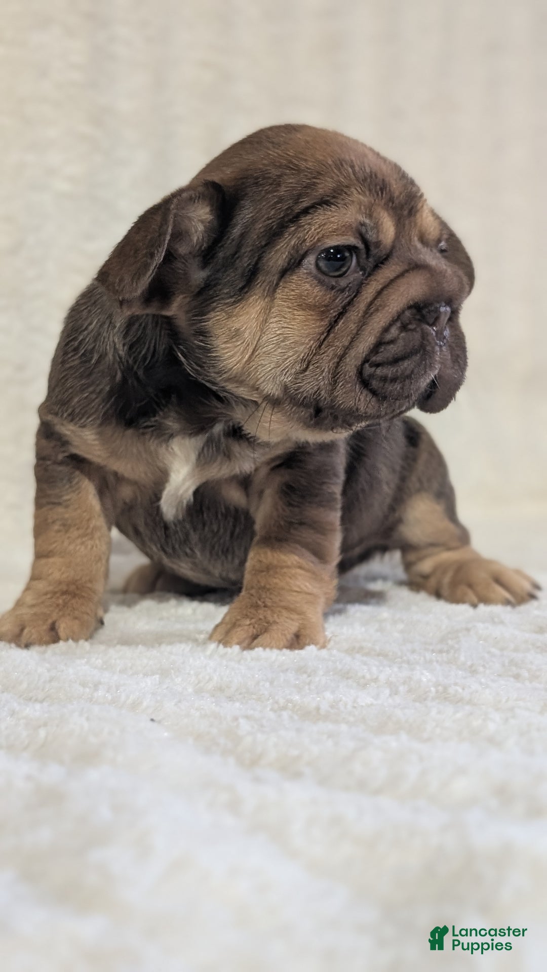 French Bulldog dogs for sale: Tessa - Ad 3