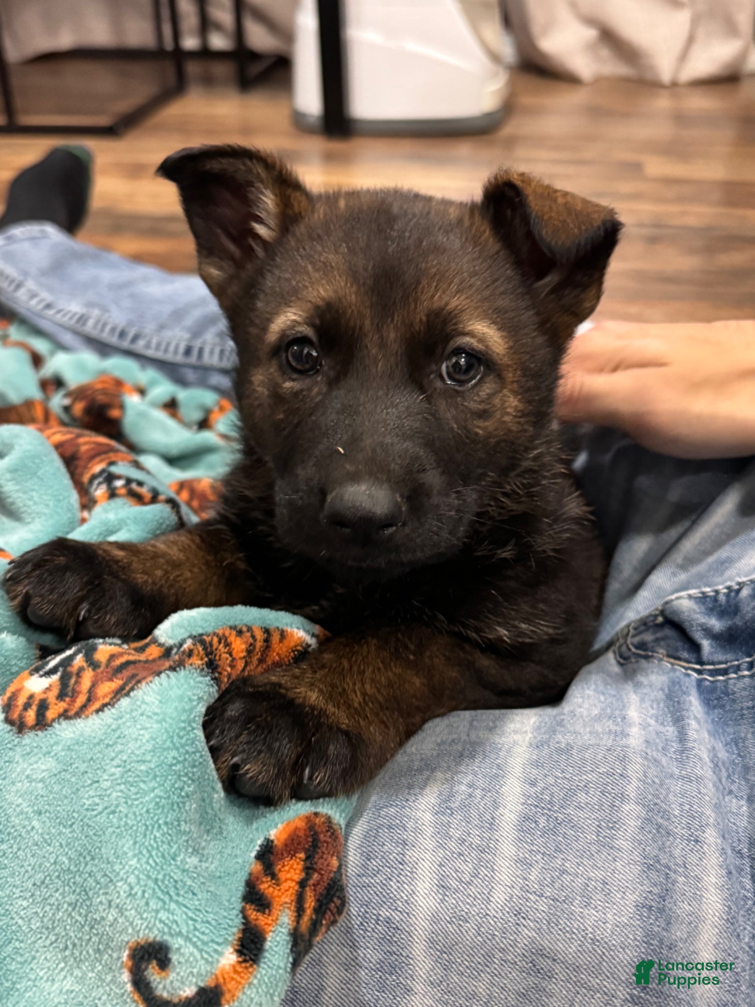 German Shepherd dogs German Shepherd Puppy 1 - Ad 8