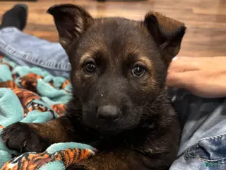 German Shepherd dogs German Shepherd Puppy 1 - Ad 8