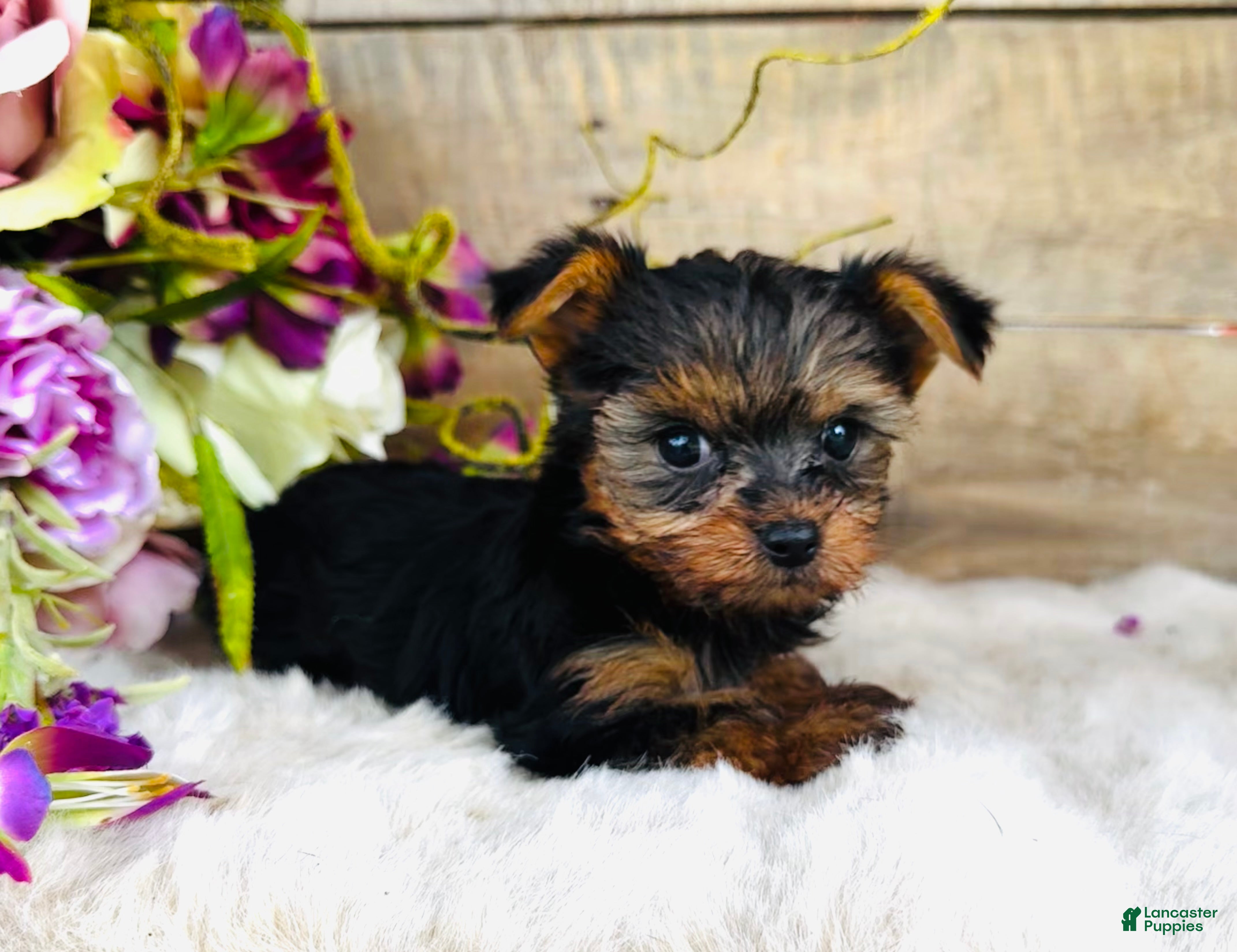 Yorkshire Terrier dogs Madeleine   - Ad 34