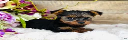 Yorkshire Terrier dogs for sale: Madeleine   - Ad 1