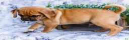 Puggle dogs for sale: Boots - Ad 4