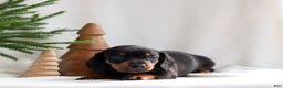 Miniature Dachshund dogs for sale: Hunter - Ad 3
