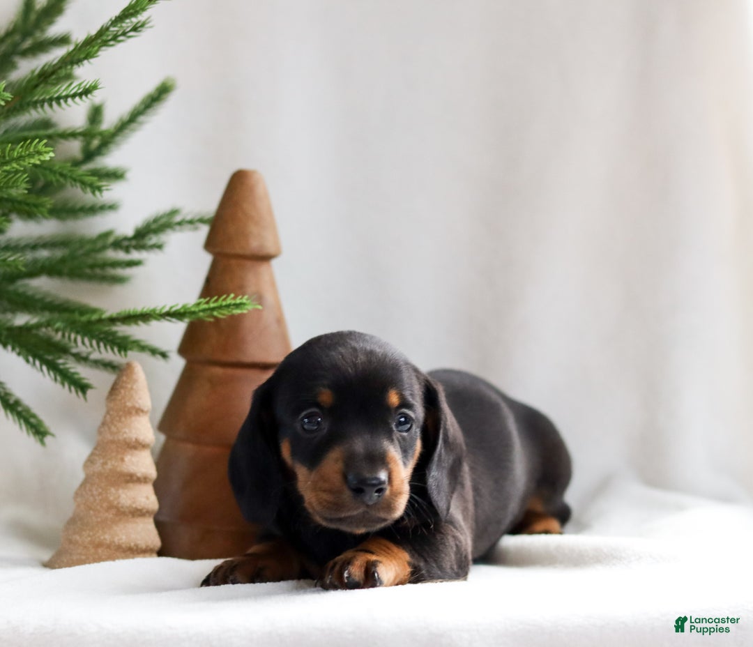 Miniature Dachshund dogs for sale: Hunter - Ad 3