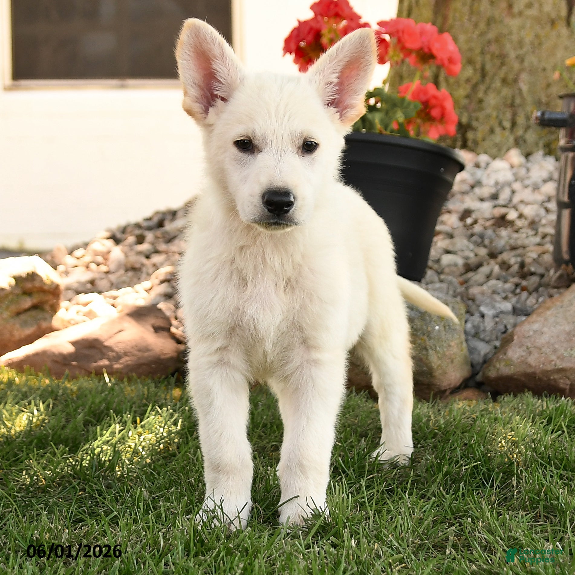 German Shepherd dogs Fritz - Ad 2