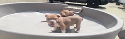 American Bully dogs for sale: American Bully Puppy 1 - Ad 2