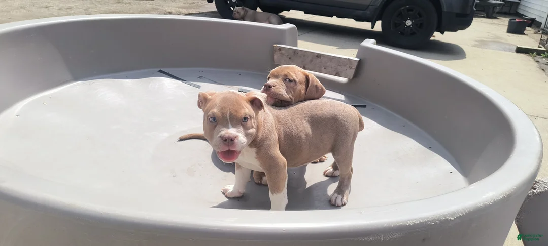 American Bully dogs for sale: American Bully Puppy 1 - Ad 2