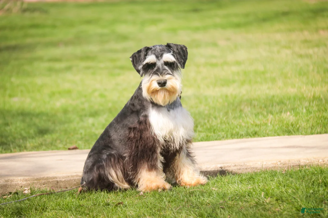 Miniature Schnauzer dogs for sale: Frederic - Ad 1