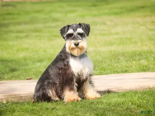 Miniature Schnauzer dogs for sale: Frederic - Ad 1