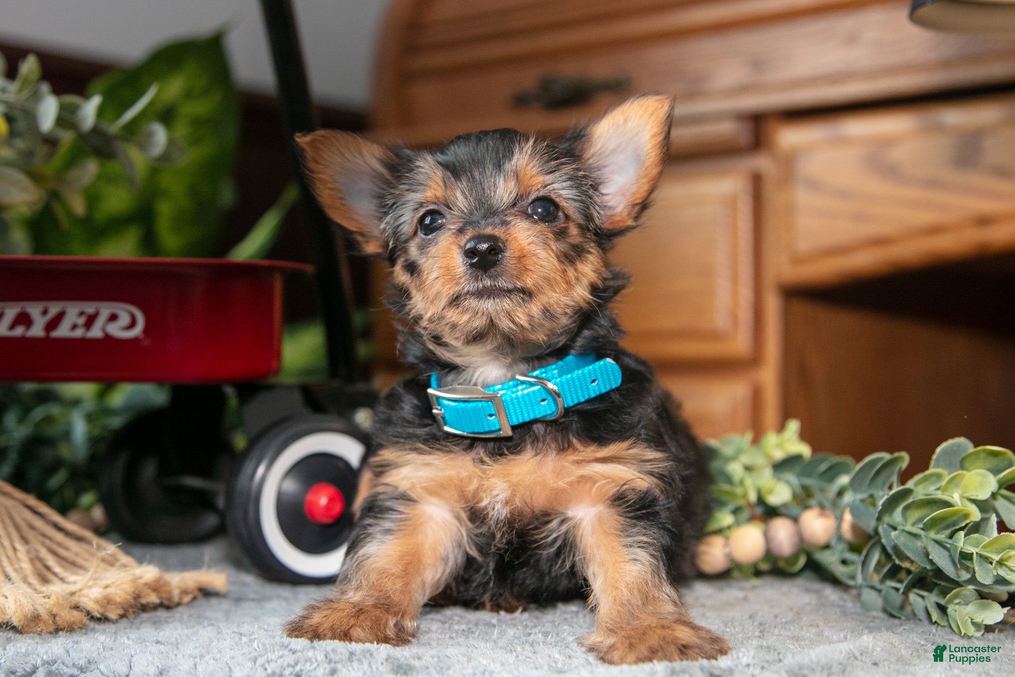 Yorkshire Terrier dogs Jade - Ad 37