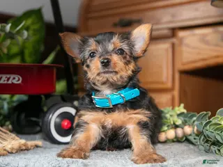 Yorkshire Terrier dogs Jade - Ad 37
