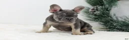 French Bulldog dogs for sale: Connor - Ad 3