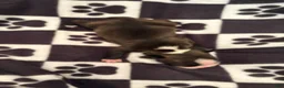 Boston Terrier dogs for sale: Sleepy-Brindle& white - Ad 2