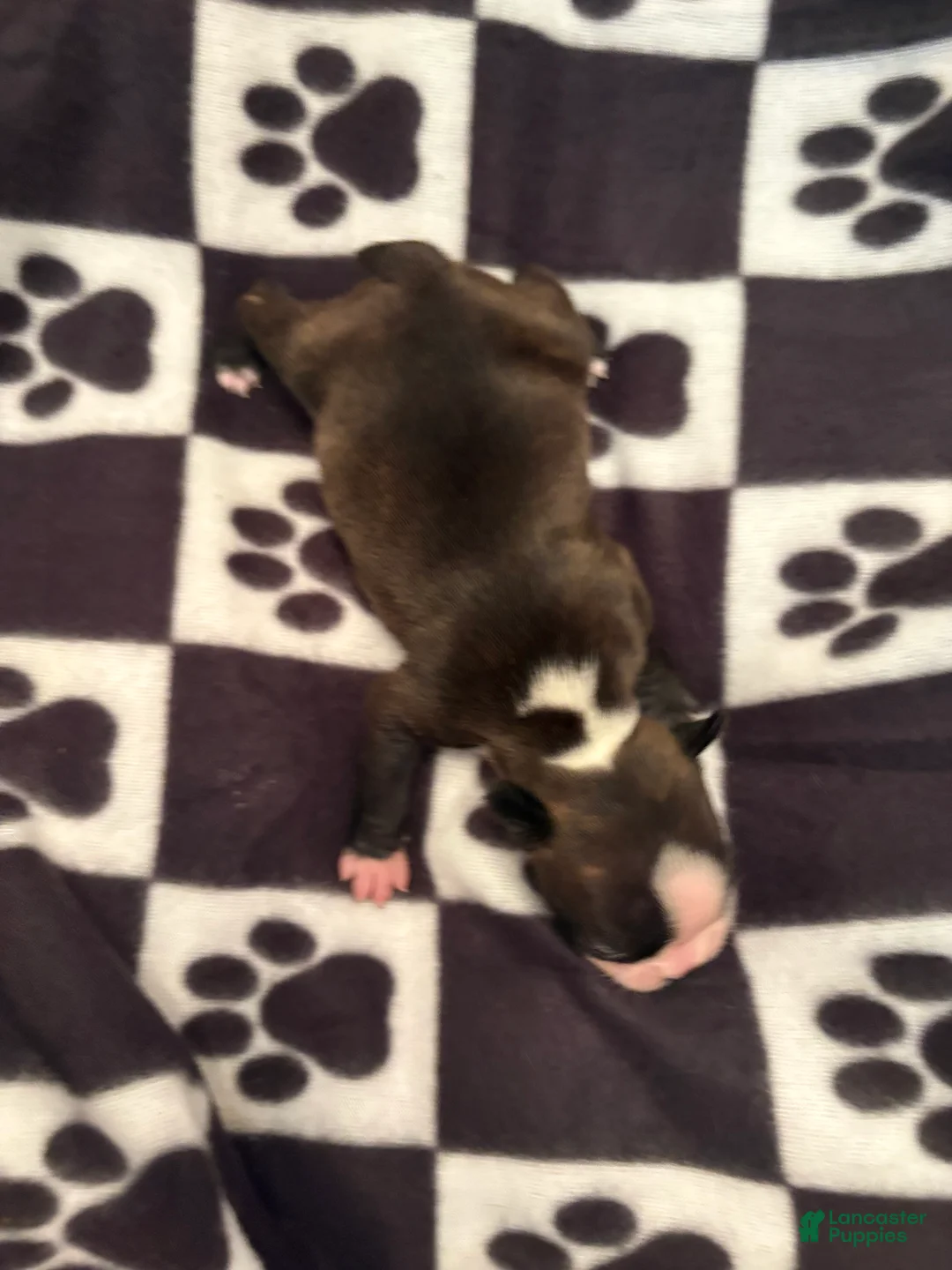 Boston Terrier dogs for sale: Sleepy-Brindle& white - Ad 2
