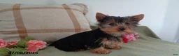 Yorkshire Terrier dogs for sale: Bailey - Ad 2