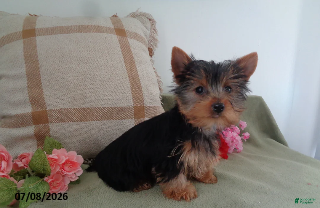 Yorkshire Terrier dogs for sale: Bailey - Ad 2